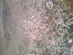 Transparent hot-washed PET flakes - 5